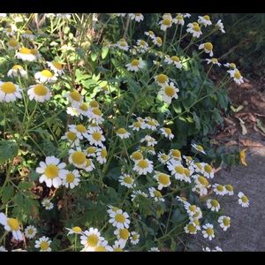 Meet your Posher, Ruth